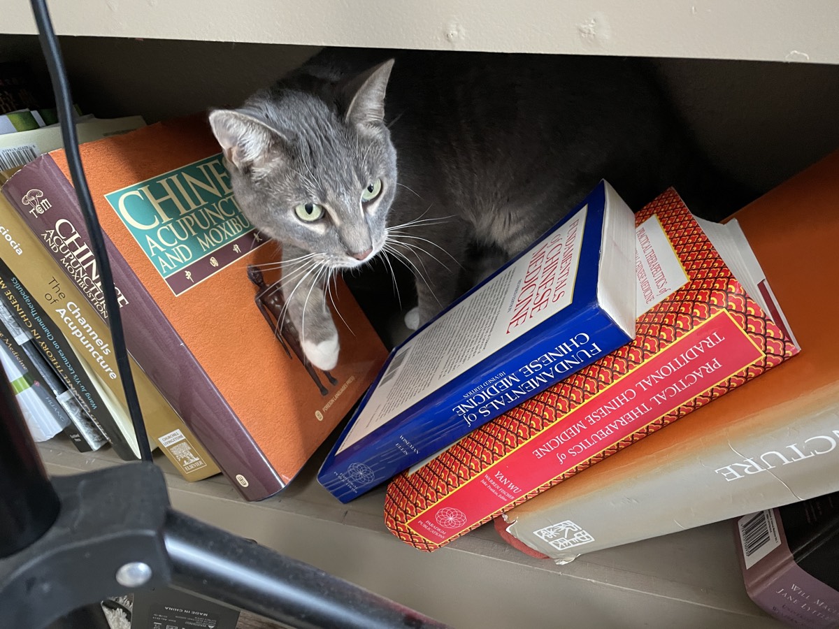 Meow the cat wedged into a bookshelf on top of a stack of Chinese medicine textbooks