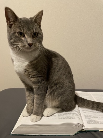 Meow the cat sitting on an open Chinese herbal medicine textbook